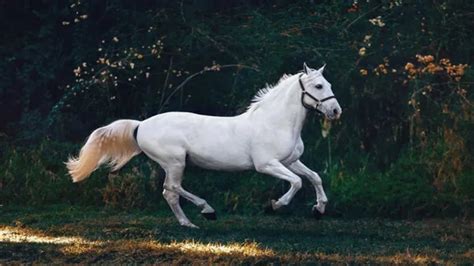 rüyada beyaz atların koştuğunu görmek